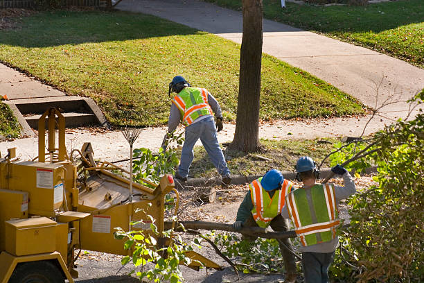 The Steps Involved in Our Tree Care Process in Southgate, MI